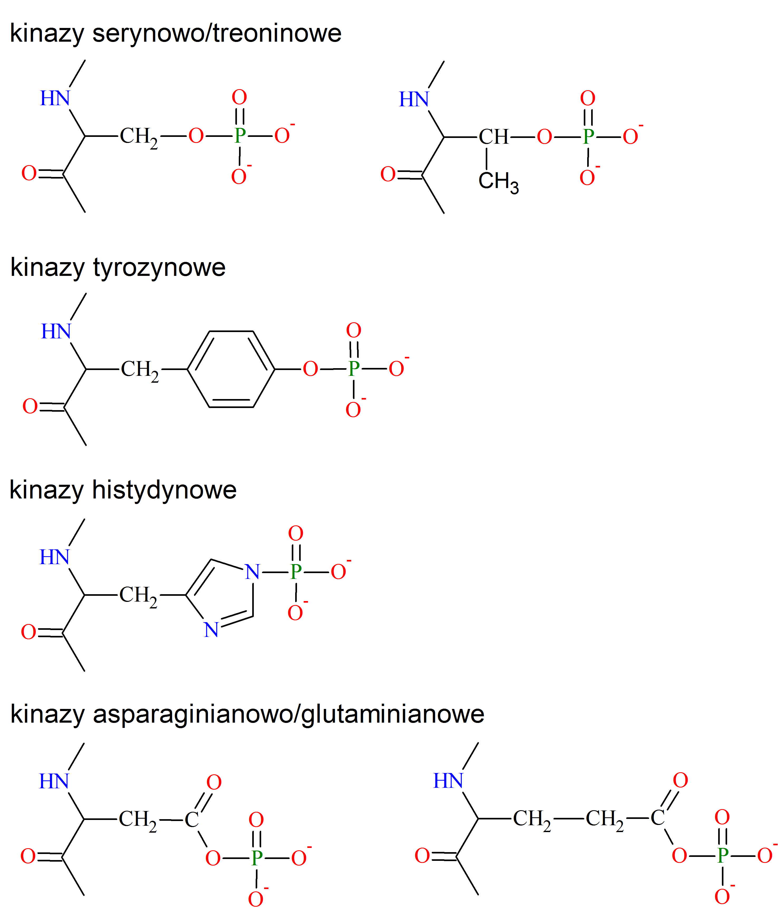Schemat 1: Specyficzność aminokwasowa kinaz białkowych
