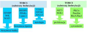Schemat 1: Główne procesy komórkowe kontrolowane przez kinazę mTOR