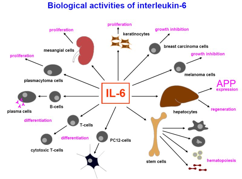 IL-6 (interleukina 6) – BioInf